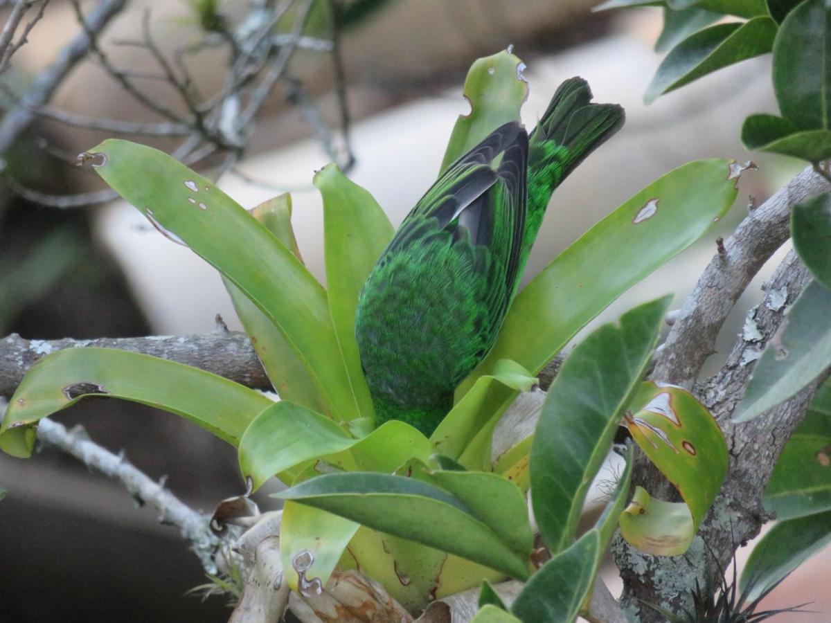 Pousada Biso Finoca Ibiraquera إيمبيتوبا المظهر الخارجي الصورة