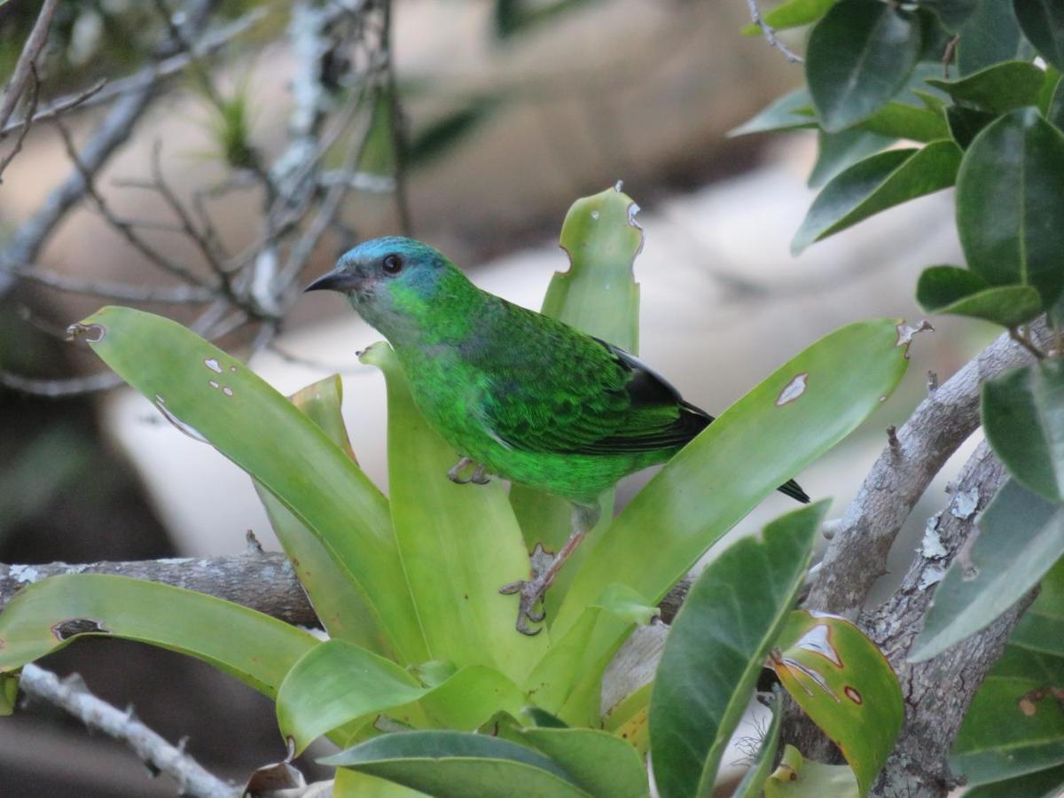 Pousada Biso Finoca Ibiraquera إيمبيتوبا المظهر الخارجي الصورة