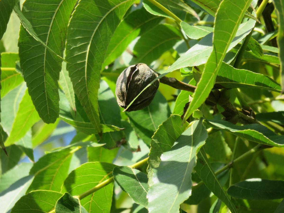Pousada Biso Finoca Ibiraquera إيمبيتوبا المظهر الخارجي الصورة